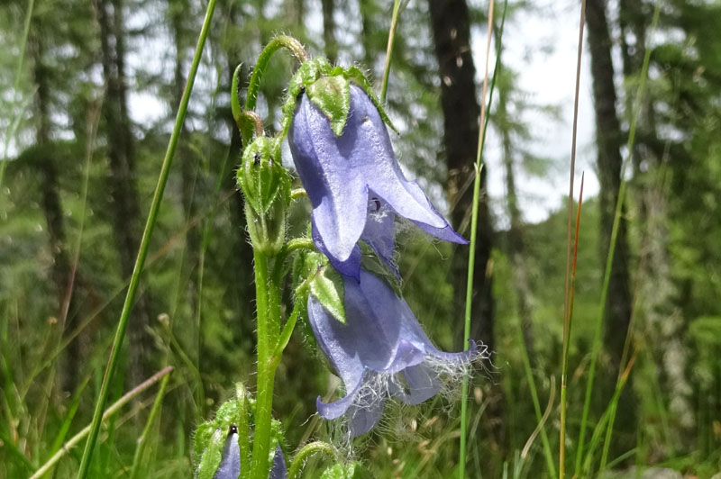 Catena dei Lagorai...da Pergine al Passo del Manghen